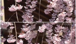 樱花飘落的短视频,春日浪漫瞬间捕捉